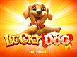 Preview image of Lucky Dog