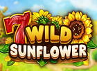 Wild Sunflower