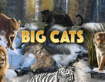 Preview image of Big Cats
