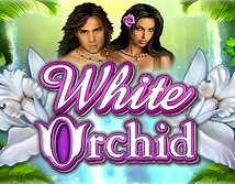 Preview image of White Orchid
