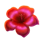 4 fairy flowers hold and win scatter 3 symbol icon