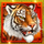 tiger and dragon super arrow scatter symbol icon