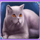 100 cats grey cat symbol icon