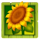 3 rich chickens sunflower symbol icon