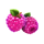 40 diamond hot berry symbol icon