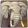 africa goes wild elephant symbol icon