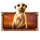 african elephant meerkat symbol icon