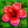 aloha charm flower symbol icon