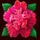 amatic industries big panda flower symbol icon