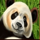 amatic industries big panda wild symbol icon
