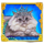 attractive flirt 30 cat symbol icon