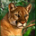 aztec glory buy bonus lion symbol icon