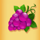 berry berry bonanza purplegrapes symbol icon