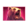 bison fortune coins bear symbol icon