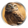bison gold burrowing owl symbol icon