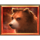 bison madness prizetower fire bear symbol icon
