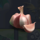 bloody vampire garlic symbol icon