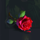 bloody vampire rose symbol icon