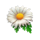 blue bird bonus flower symbol icon