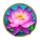 book of panda megaways lotus symbol icon