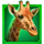 book of the golden lion giraffe icon symbol icon