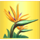 brazilian beauty flower symbol icon