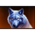 buffalo rampage hold and hit 3x3 spirit wolf symbol icon