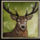 buffalo trail ultra powerpoints deer symbol icon