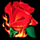 burning desire rose symbol icon