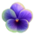 butterfly wild dance pansy flower symbol icon