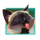 cats love yummy cat 5 symbol icon