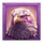 celestial buffalo eagle symbol icon