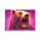 charge bison ascent bear symbol icon