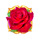 cupid rose symbol icon