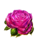 devilicious rose symbol icon