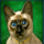 diamond cats cat symbol 5 icon
