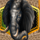 diamond rhino jackpot elephant symbol icon