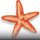 dolphin reef star symbol icon
