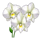 exploration amazon flower 2 symbol icon