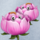 flowers powerpoints tulip double symbol icon