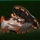 football frenzy shoes symbol icon