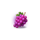 fortune coins 2 grapes symbol icon