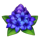 go high cuy apuesta total violet flowers symbol icon