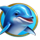gold oceanica hold and win dolphin symbol icon