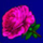 golden book rose symbol icon