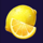 golden tree 100 lemon symbol icon