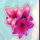 gorilla pink symbol icon