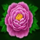grand tiger peony symbol icon