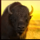 great golden buffalo wild goat symbol icon