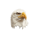 grizzly blitz eagle symbol icon